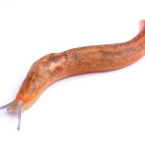 חשופית